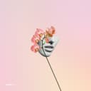 fallback