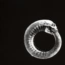 fallback