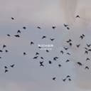 fallback