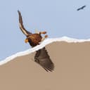 fallback