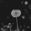 fallback