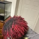 fallback