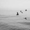 fallback