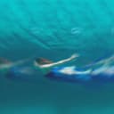fallback