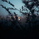 fallback