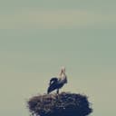 fallback