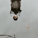 fallback