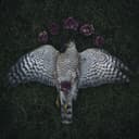 fallback