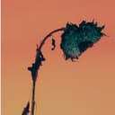 fallback