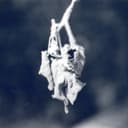 fallback
