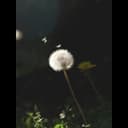 fallback