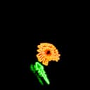 fallback